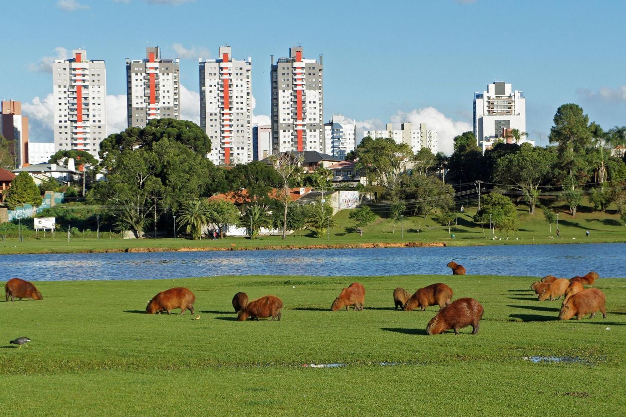 Apartamento Localizacao Excelente - Proximo Parque Barigui *
