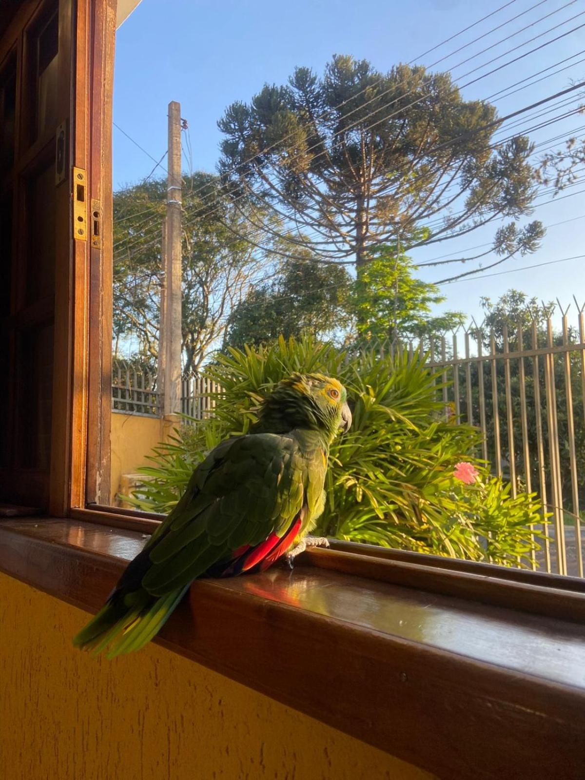 Casa Do Loro Curitiba